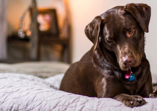 5 Top Dog-Friendly Fabrics For Furniture (And The Worst) - Wagr Petcare