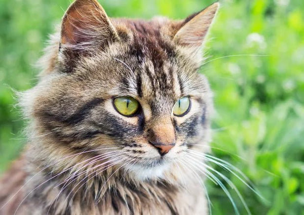 Is Homemade Cat Food Better? What You Need to Know - Wagr Petcare