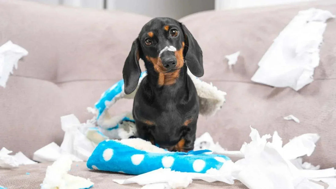 Misbehaved Dogs Is Your Dog Misbehaving? Let's Find Out Why! – WAGR