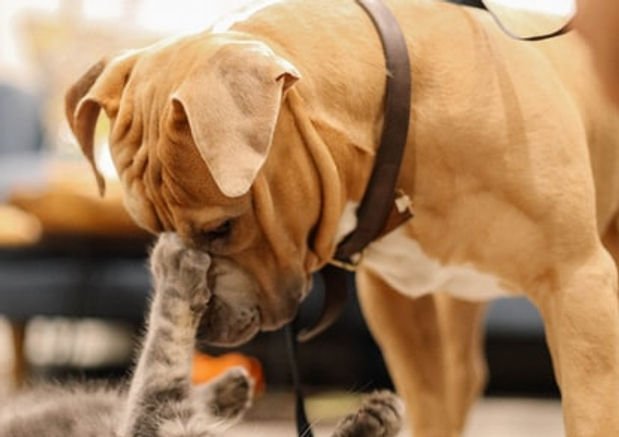 Is Your Pet Acting Weird? 6 Signs Your Pet Needs to See a Vet - Wagr Petcare