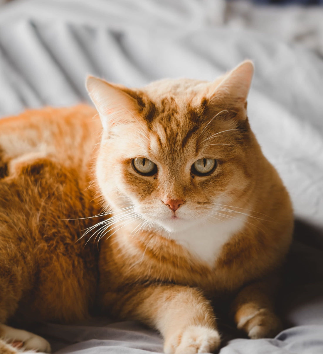 Cat ate a string