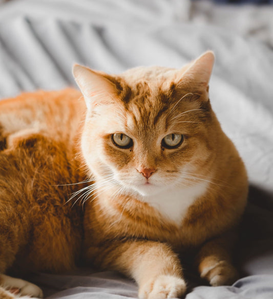 Cat ate a string