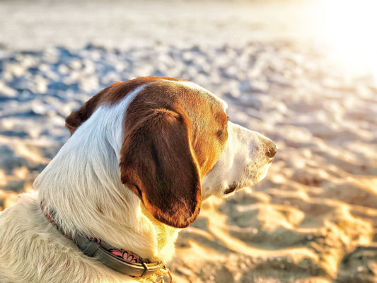 Heat stroke in pets