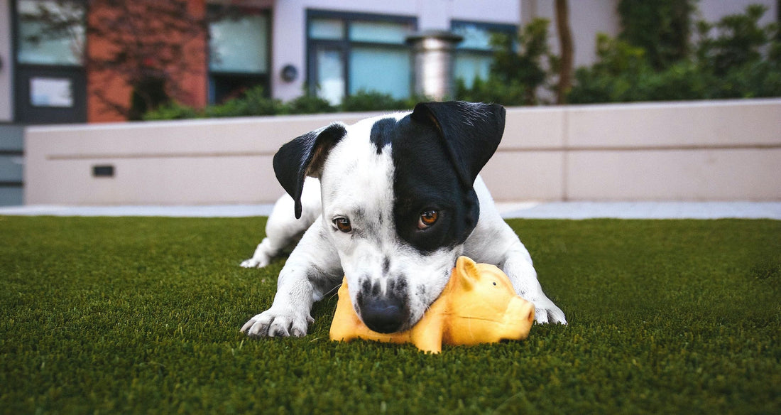 puppy eating foreign objects