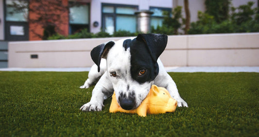 puppy eating foreign objects