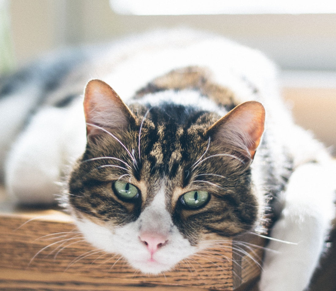 Litter Box Problems in Senior Cats: Causes & Solutions - Wagr Petcare