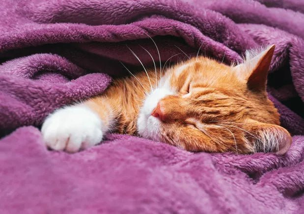 Looking to Own a Cat? Check Out These 3 Friendly Cat Breeds - Wagr Petcare
