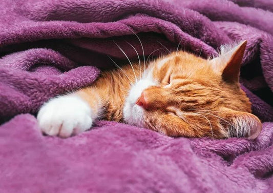 Looking to Own a Cat? Check Out These 3 Friendly Cat Breeds - Wagr Petcare