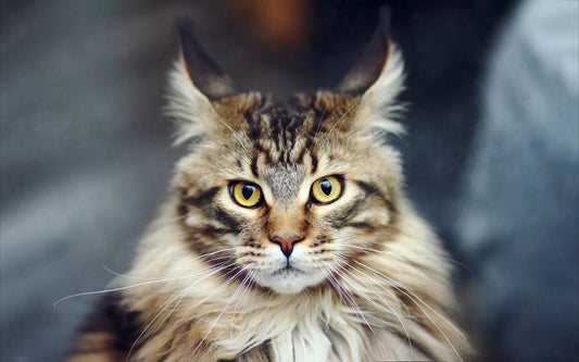 Maine Coon