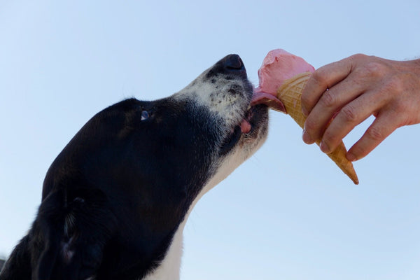 Pet-Friendly Sweets: 5 Delicious Recipes Your Furry Friends Will Love - Wagr Petcare