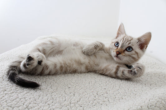 Litter training your kittens