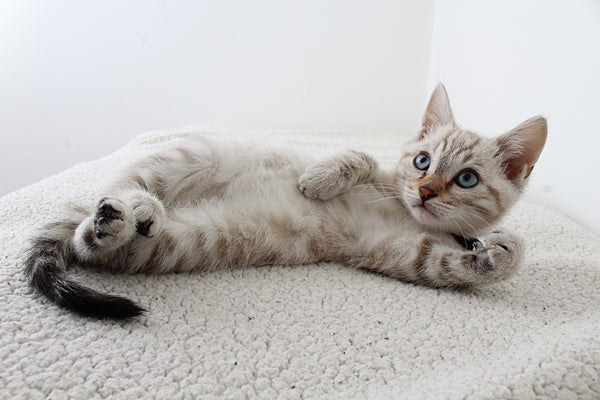 Litter training your kittens
