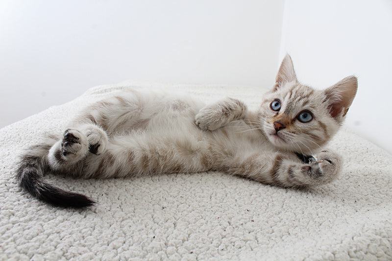 Litter training your kittens