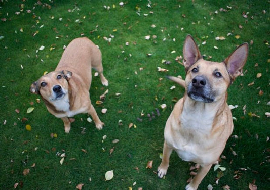 Planning to Get a Second Dog? Here Are a Few Things to Keep in Mind - Wagr Petcare