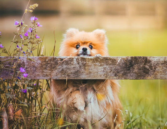 Pomeranians: The Tiny Titans of the Dog World - Wagr Petcare