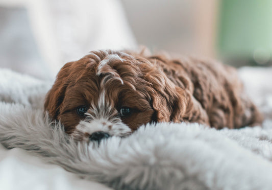 Pet allergies