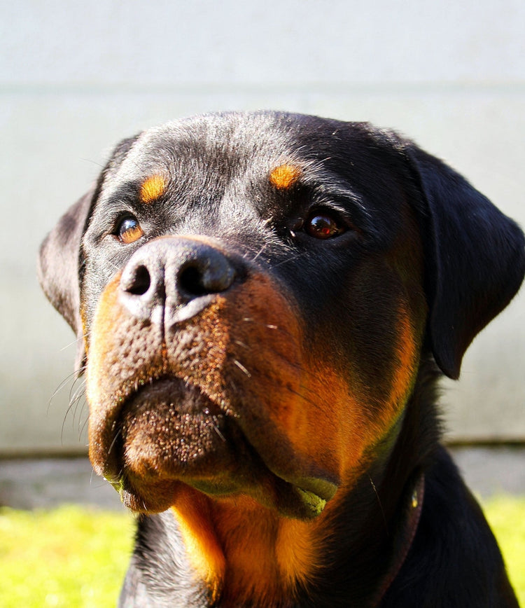 Rottweilers: Loyal Guardians with a Heart of Gold – WAGR