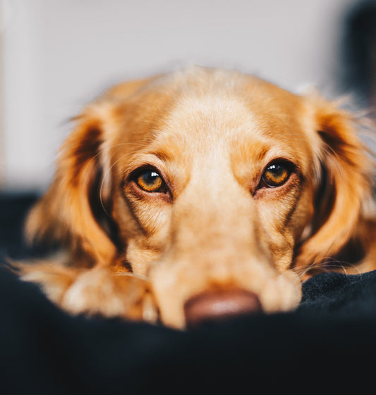 dog bite treatment