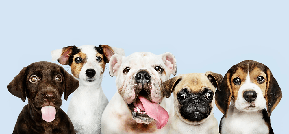 Small Dog Syndrome: The Why, What, and How - Wagr Petcare