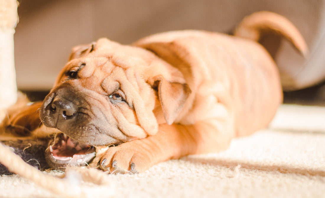 Pets vomiting