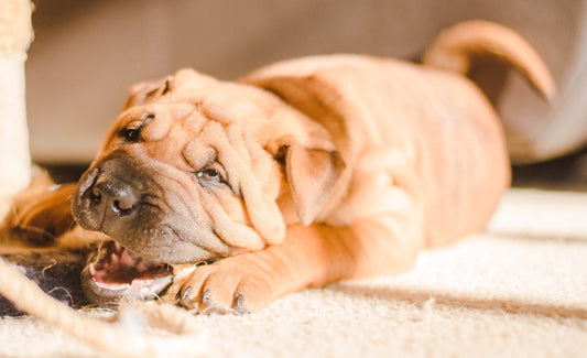 Pets vomiting