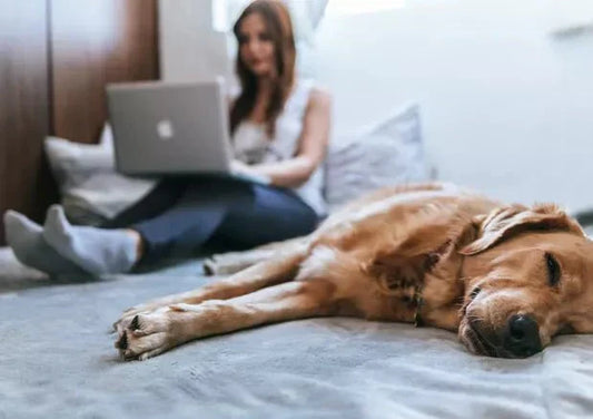 The Best Way to Make You and Your Pet Healthy, Wealthy, and Wise? Choose Wagr Advice! - Wagr Petcare