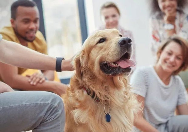 The Healing World Of Therapy Dogs (And The Benefits Of Dog Therapy) - Wagr Petcare