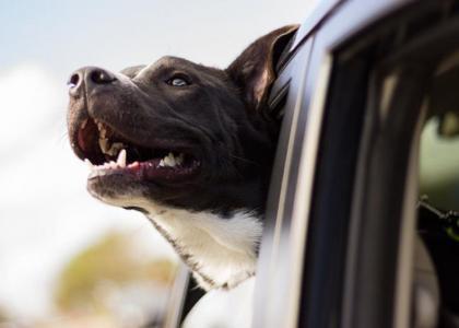 The importance of dental care for dogs - Wagr Petcare