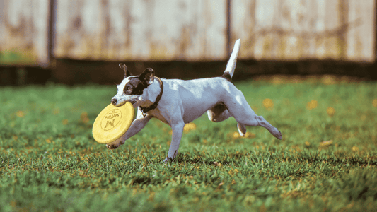 The importance of monitoring your dog’s activity - Wagr Petcare