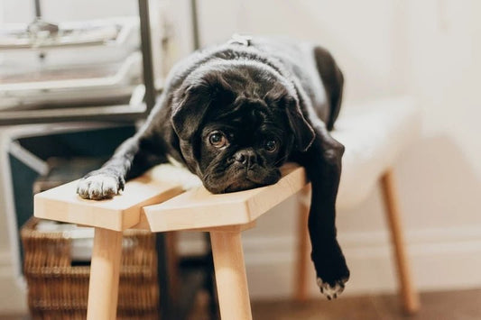 The Only Guide You'll Need to Understanding and Preventing Parvo - Wagr Petcare