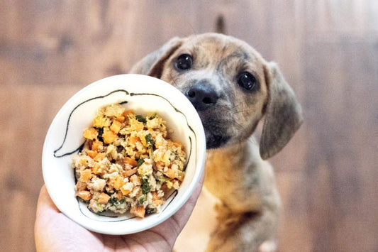 The Top 4 Reasons to Switch to Fresh Dog Food - Wagr Petcare