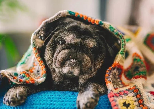 Understanding the Role of Food in Helping Dogs with Anxiety - Wagr Petcare