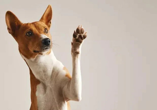 Vet Consultation for Dogs: When Do You Need It? - Wagr Petcare