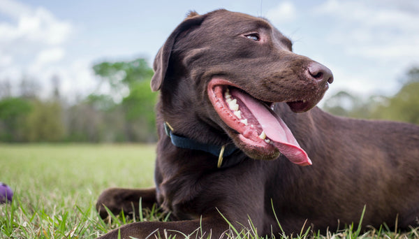 Skin infections in pets