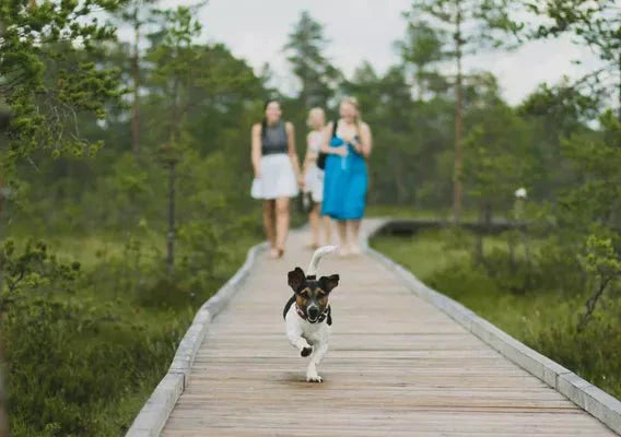 Wagr crowdfunding campaign launch - Wagr Petcare