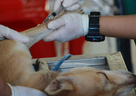 What Is Considered A Dog Emergency? Let's Ask Dr.Champak - Wagr Petcare