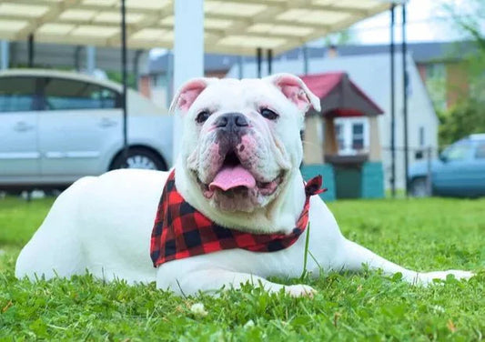 What to Feed Your Overweight Pets? - Wagr Petcare
