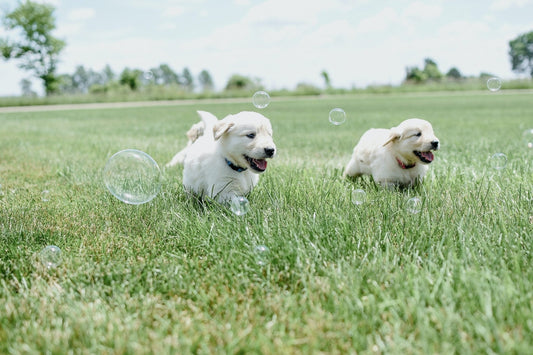 Why Is My Dog Breathing Fast? - Wagr Petcare