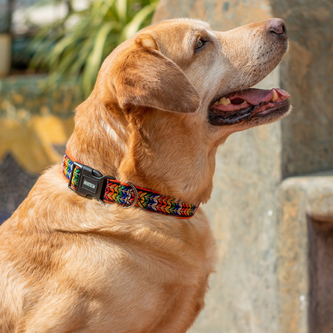 ARAMESH Colourful Trails Cotton Collar & Leash Set