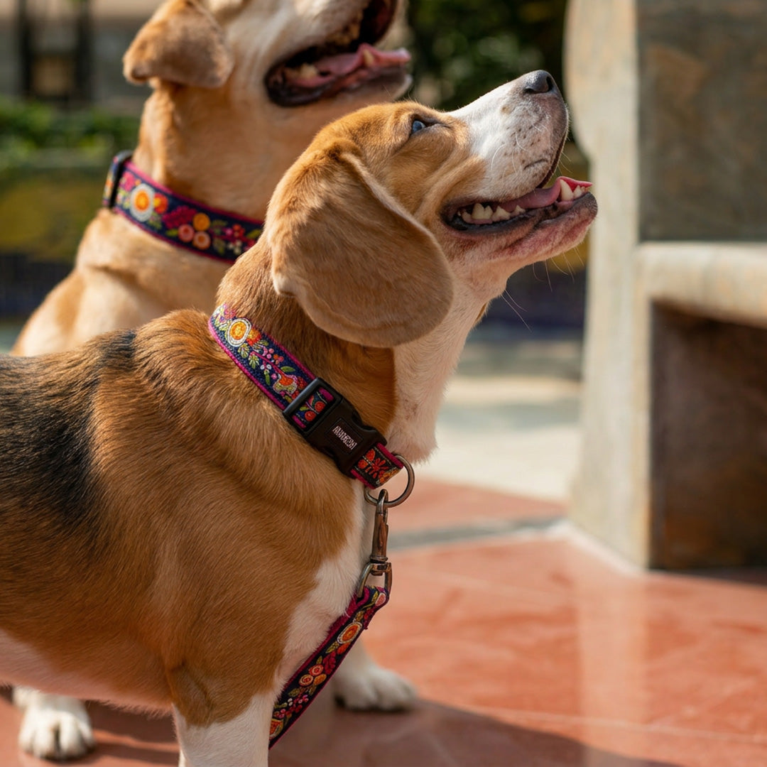 ARAMESH Gulzaar Cotton Collar & Leash Set