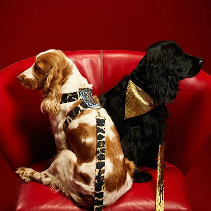 Ashna Vaswani Black Gold Elite Dog Collar And Leash
