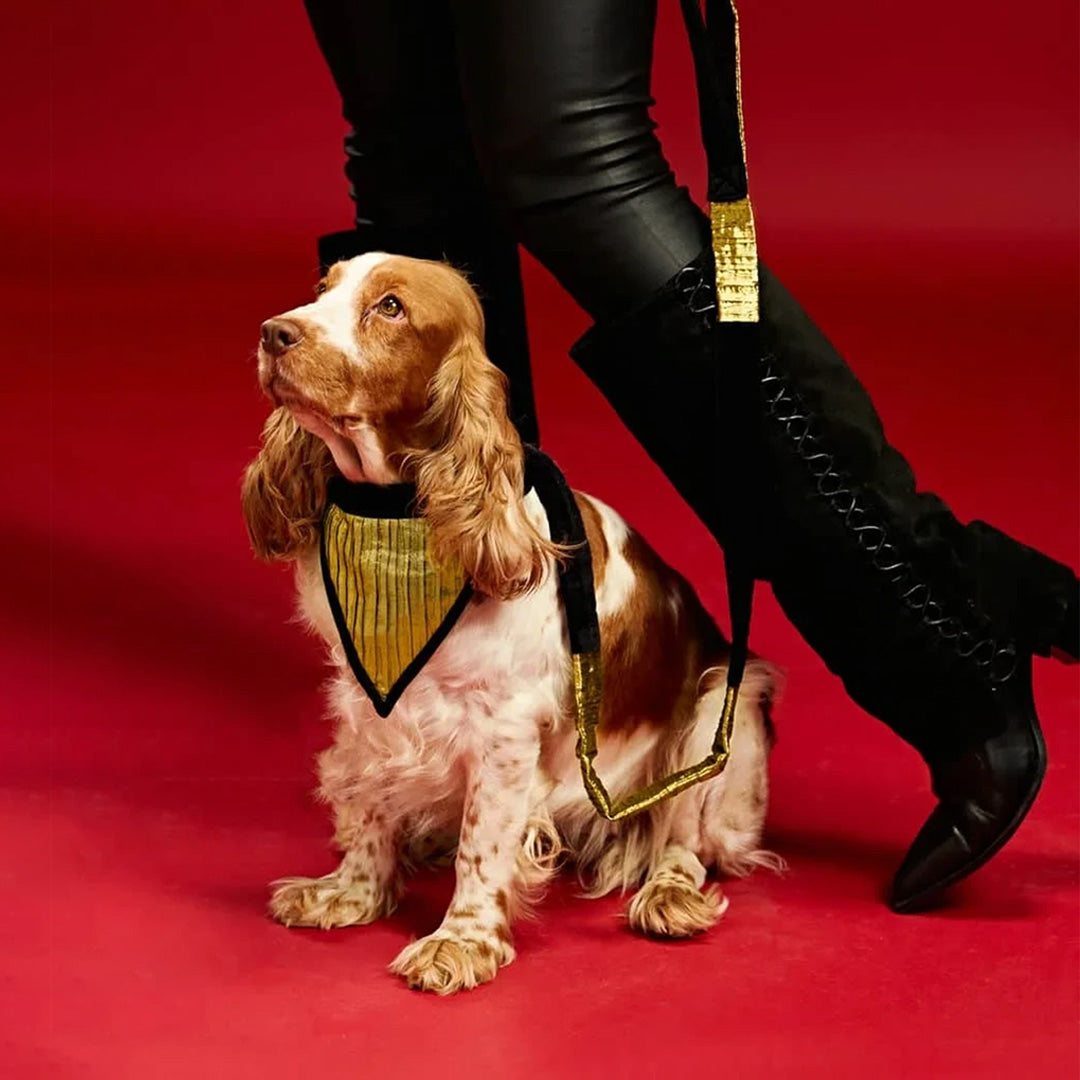 Ashna Vaswani Black Gold Elite Dog Collar And Leash