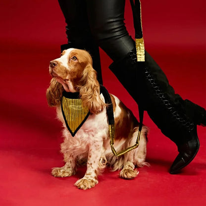Ashna Vaswani Black Gold Elite Dog Collar And Leash