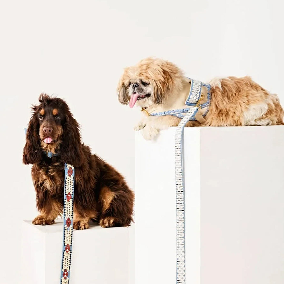 Ashna Vaswani Blue Ivory Coutour Dog Harness  And Leash