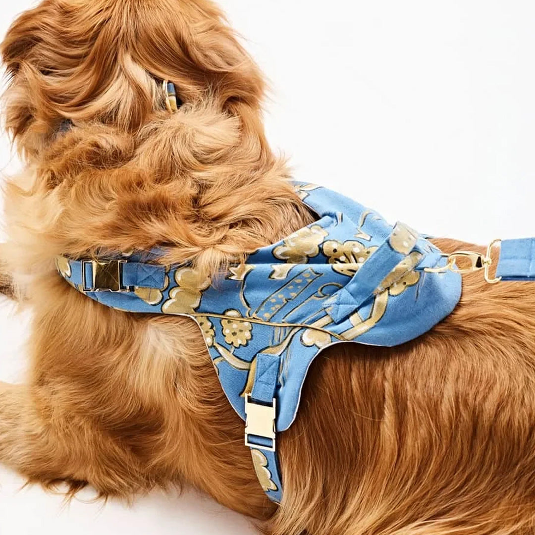 Ashna Vaswani Blue Majesty Swan Dog Collar, Harness And Leash