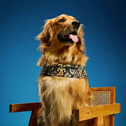 Ashna Vaswani Boho Luxe Dog Collar, Harness And Leash