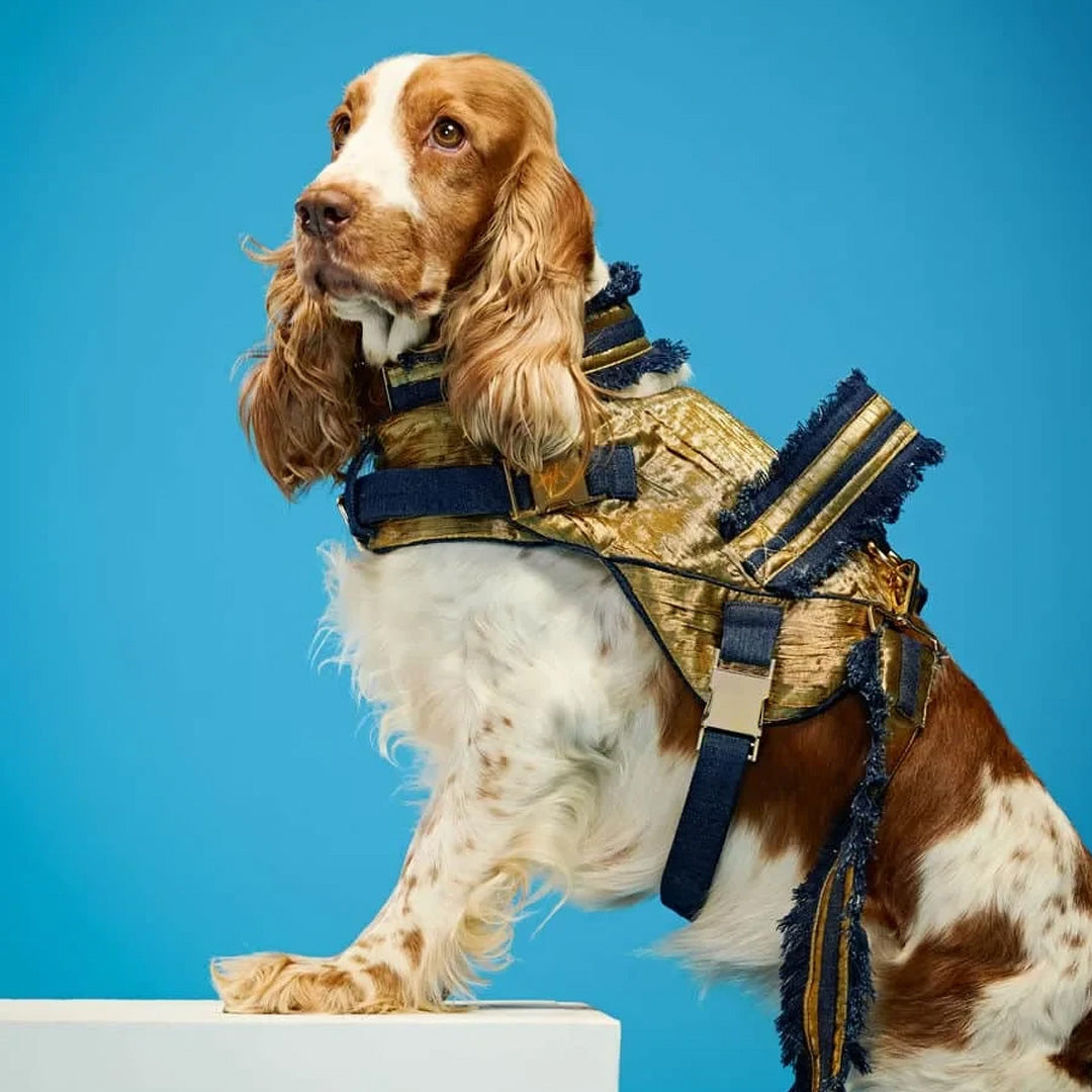 Ashna Vaswani Imperial Gold Edition Dog Collar, Harness And Leash