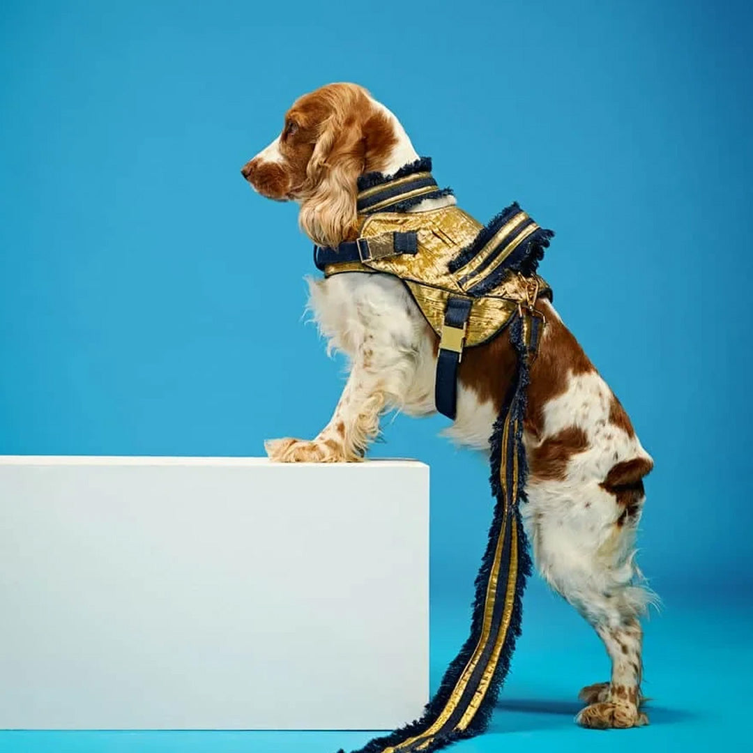 Ashna Vaswani Imperial Gold Edition Dog Collar, Harness And Leash