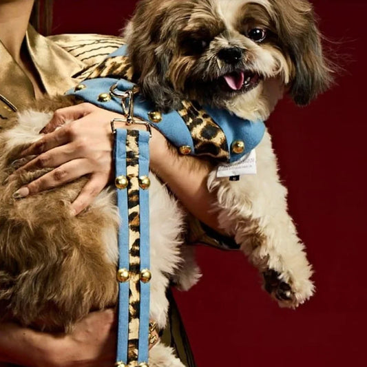 Ashna Vaswani Opulent Leopard Blue Dog Collar, Harness And Leash