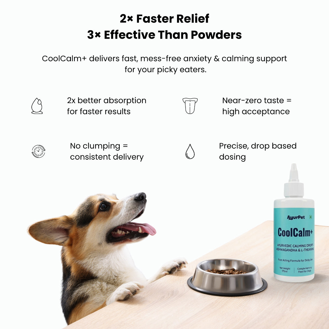 AyurPet CoolCalm+ | Calming & Behavioral Support for Dogs